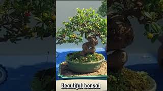 Ficus virens  bonsai work [upl. by Edieh]