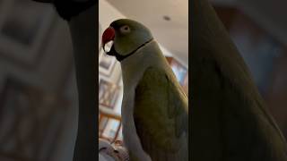 Does anyone speak gibberish 😅 gibberish talkingparrot talkingbird cuteanimals funnyanimals [upl. by Daniala]