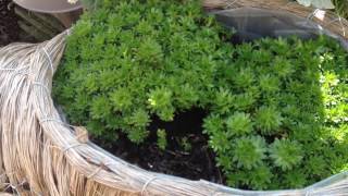 Propagating Alpine Saxifrage [upl. by Johen]