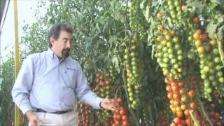 Agroscience  Tomate Cherry [upl. by Anselm]