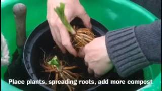 How to start bare root plants Hemerocallis [upl. by Eltrym]