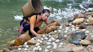 Harvesting Eggs to Sell at Market  Cooking and Preserving Duck Eggs l Lý Thị Sai [upl. by Gleich178]