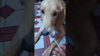 Khaoya daoya cholcha 😂 youtubeshorts doglover [upl. by Assiar956]