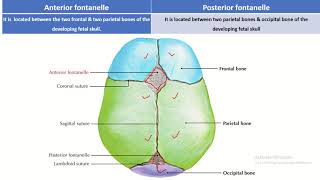 Fontanelle Facts What You Need to Know about Anterior and Posterior Fontanelles [upl. by Hennahane79]