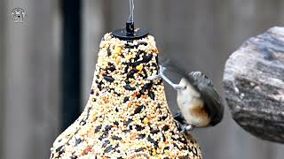 TUFTED TITMICE LOVES THIS FOOD [upl. by Vachil745]