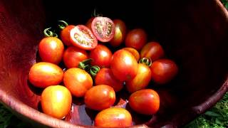 The Red Torch Tomato AAS Winner Profile  Mid Season Tomato Feeding The Proof is in the Plant [upl. by Gery]