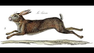 Watership Down Chapter 2 The Chief Rabbit FREE AUDIOBOOK UNABRIDGED [upl. by Spiers]