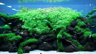 TRIMMING A BIG 650 LITER AQUARIUM  A TRIBUTE TO TAKASHI AMANO [upl. by Rois331]