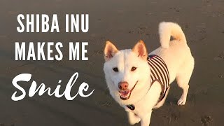 Shiba Inu 5 reasons why Kumo makes me smile [upl. by Malamut249]