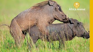 O CICLO DE VIDA DOS FACOCHEROS  ÁFRICA ANIMAL [upl. by Oswald]