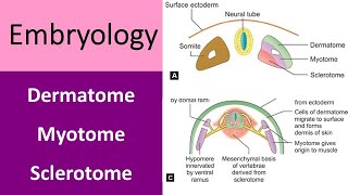 What is dermatome myotome amp sclerotome [upl. by Sidwohl876]