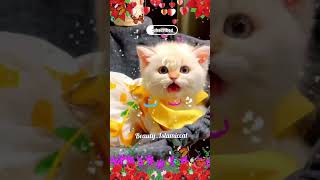 Alifun baa Arabic song  Islamic cute cat naat🌹 [upl. by Anaet]