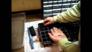 How to Plant Onion Seeds in Cells [upl. by Anayit]