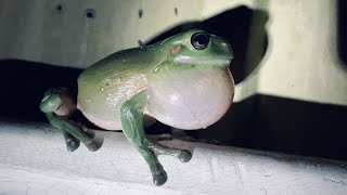 Australian Green Tree Frog Call Wild Very Loud Croaking Sound [upl. by Selwin529]