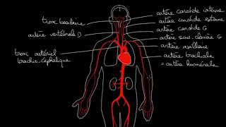 angiologie LaMedecineChezVous [upl. by Ger]