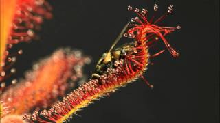 Drosera spatulata x capensis In Action [upl. by Inanuah]