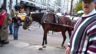 NYC Carriage Horse With Chronic Orthopedic Disorder Continues To Work Day In And Day Out [upl. by Yrannav]