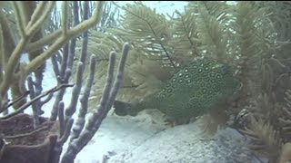 Caribbean Gorgonians Beauty in Motion [upl. by Sikleb]