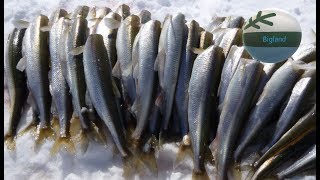 Smelt Fishing Kiapokok Bay [upl. by Punke921]