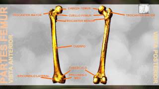 Partes del Femur  Anatomia [upl. by Godrich]