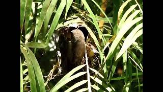 A Little Bronze Cuckoo chick  Parasitic nesting amp Fed by Golden Bellied Greygone parent [upl. by Groot772]