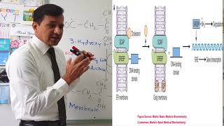 Cholesterol Synthesis Regulation [upl. by Anthony]