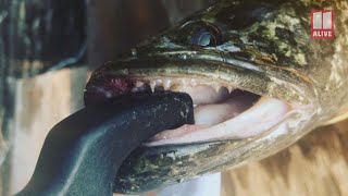 Snakehead fish that can breathe on land is caught in Georgia [upl. by Eimilb]