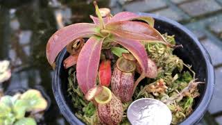 Nepenthes spectabilis BE3322 [upl. by Enael]