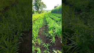 Ooru palletooru new farming 🌾 video telugu farminglife ilove farminglife viralshort subscribe [upl. by Carce842]