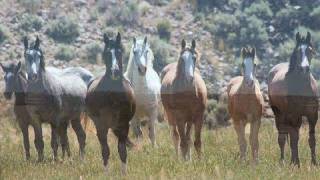 wild horses  natasha bedding field with lyrics [upl. by Tanhya]