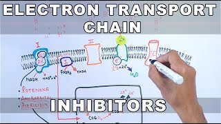 4 Inhibitors of Electron Transport Chain amp Oxidative Phosphorylation  Biological Oxidation [upl. by Siver]