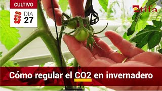 Estrategias de CO2 para Tomate bajo Invernadero Fertilización Carbónica [upl. by Neelak110]