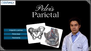 SESIÓN 8  parte 01 29102023  Pelvis parietal pelvis ósea pelvimetría y perineo [upl. by Cly]