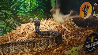 Fearful Encounters Water Moccasin Makes Mouse Catch Flight [upl. by Weinert45]