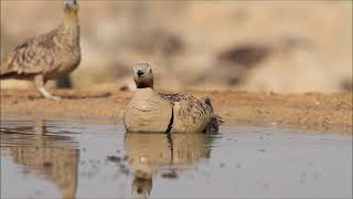 Black bellied sandgrouse Pterocles orientalis  קטה גדולה [upl. by Aihk]