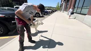 Teach Your Husky Not to Pull How to Walk Your Dog on a Loose Leash Loose Leash Walk First Lesson [upl. by Jocko544]