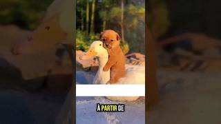 Le chiot et sa maman cane 🦢 animals cuteanimals canards [upl. by Auqenahc]