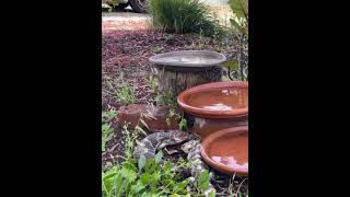 Bobtail Lizards aka Shingleback Lizards [upl. by Diann]