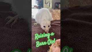 Raising a Barn Owl baby owl owls birds wildlife barnowls animals [upl. by Ogirdor]