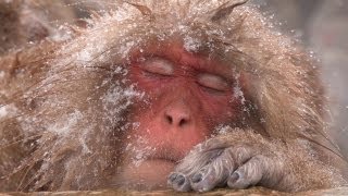 ♨とても気持ちよくて眠いで〜す Jigokudani Snow Monkey Park Japan [upl. by Nnaillek]