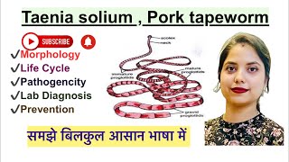 Taenia Solium in Hindi  Morphology  Life cycle  Lab diagnosis  Parasitology  Microbiology [upl. by Ayikat]