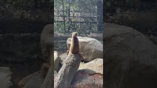 Does anyone know the name of this animal funnyshorts funnyvideo zoo animalshorts [upl. by Ramon768]