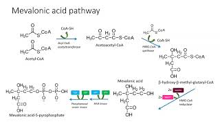 Mevalonic pathway [upl. by Farnsworth]