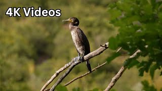 Amazing World Of Animals 4k Videos  Relaxation animal clips  Animals Nature 4K videos [upl. by Rebecka351]