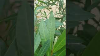 നീർമരുത് drtlxavier medicinalplants [upl. by Nyrad]