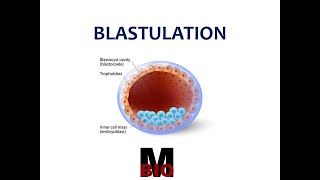 BLASTULA  BLASTULATION  TYPES [upl. by Ihcego212]