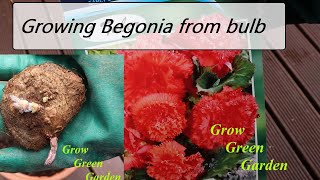 Growing Begonia from bulb [upl. by Anigal]