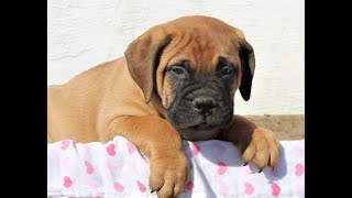 Bullmastiff Puppies for Sale [upl. by Itsa36]