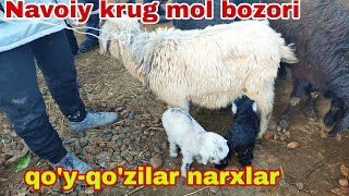 Peshko tuman navoiy krug mol bozori qoyqozilar narxlari 17mart 2024 [upl. by Reywas]