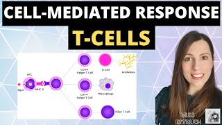 CELLMEDIATED response  Alevel biology immunity cellular response of T cells T Lymphocytes [upl. by Aihseym494]